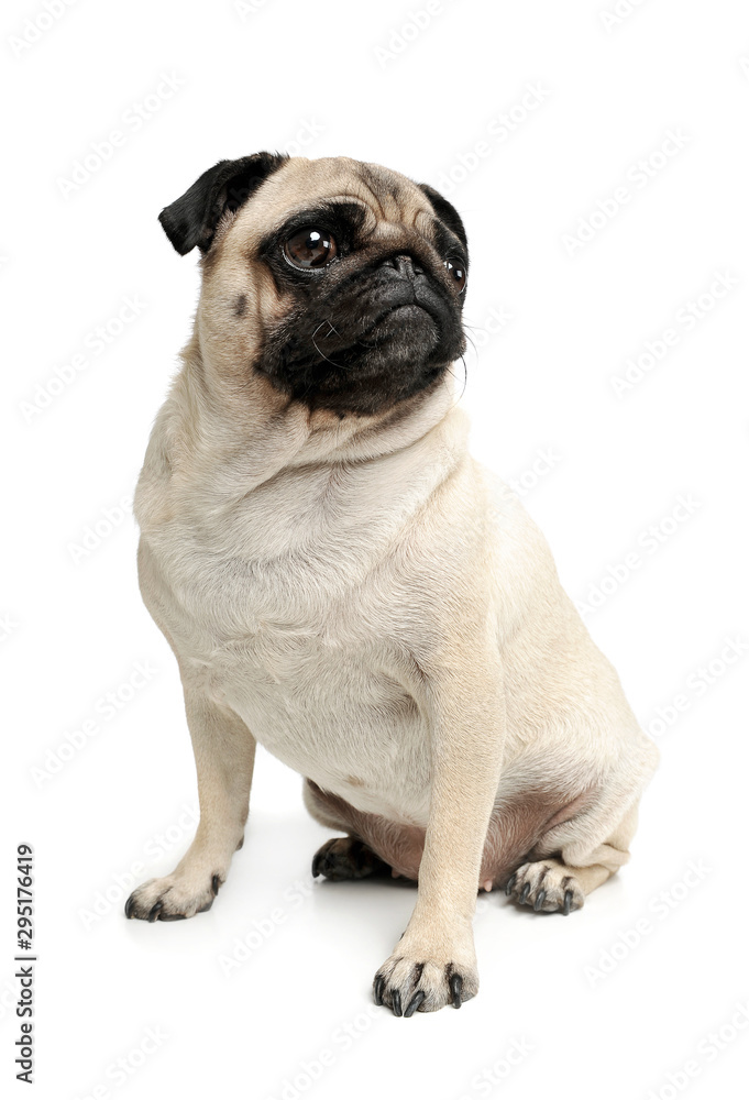 Studio shot of an adorable Pug (or Mops) sitting and looking up curiously