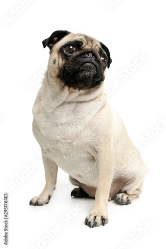 Studio shot of an adorable Pug (or Mops) sitting and looking up curiously © kisscsanad