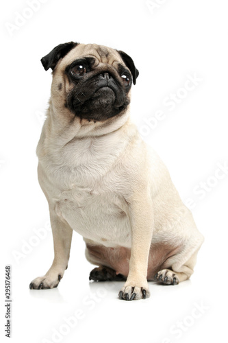 Studio shot of an adorable Pug (or Mops) sitting and looking curiously at the camera © kisscsanad