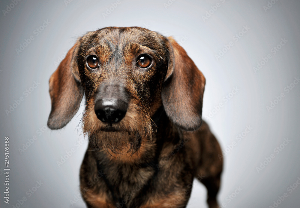 Portrait of an adorable wired haired Dachshund looking curiously at the camera - obrazy, fototapety, plakaty 