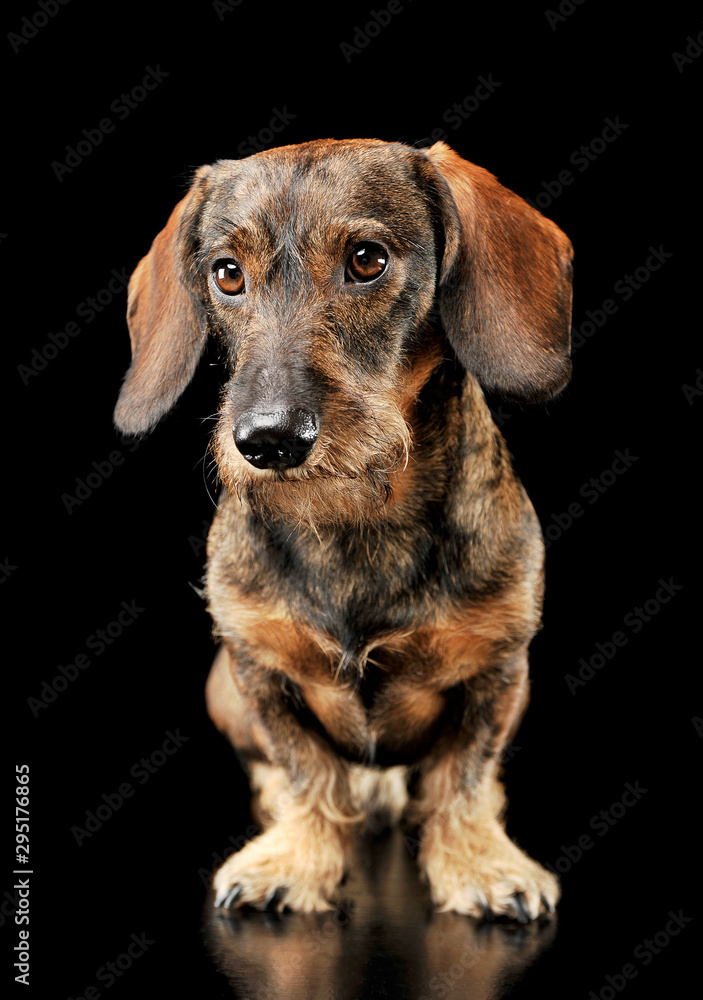 Studio shot of an adorable wired haired Dachshund standing and looking curiously at the camera