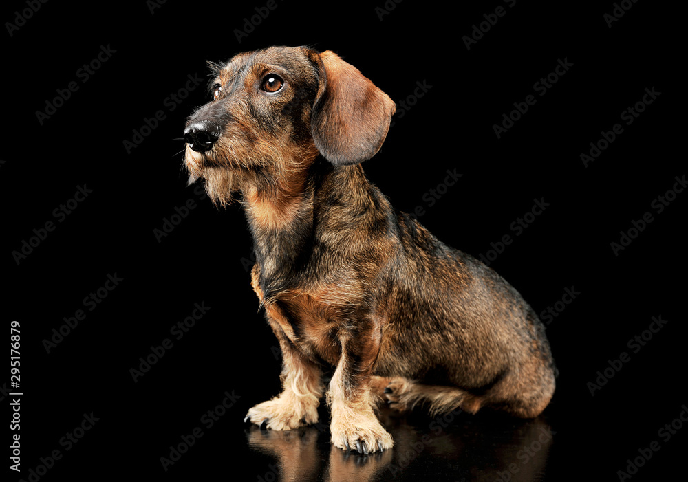 Studio shot of an adorable wired haired Dachshund sitting and looking up curiously