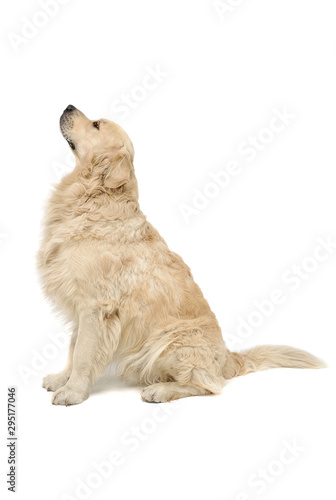 Studio shot of an adorable Golden retriever sitting and looking up curiously