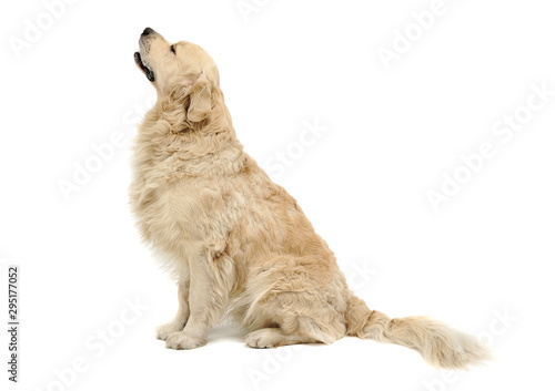 Studio shot of an adorable Golden retriever sitting and looking up curiously photo