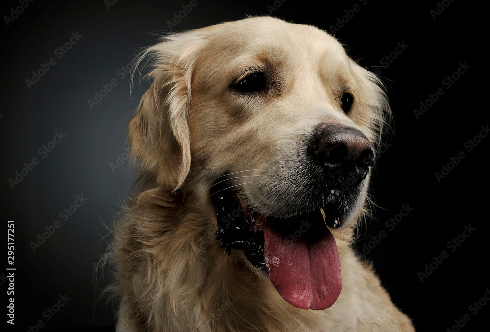 Portrait of an adorable Golden retriever looking satisfied Portrait of an adorable Golden retriever looking satisfied