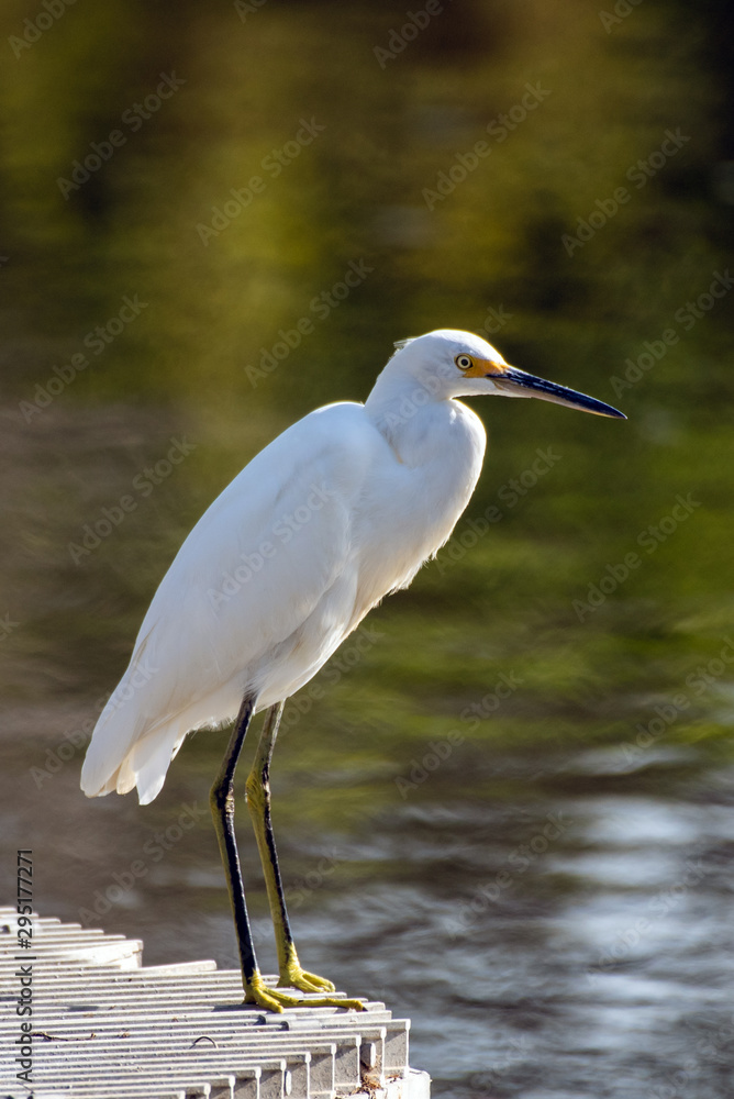 Naklejka premium Snowy White Egret stands on industrial water filter at edge of settling pond in Ventura waiting for fish to pass by.