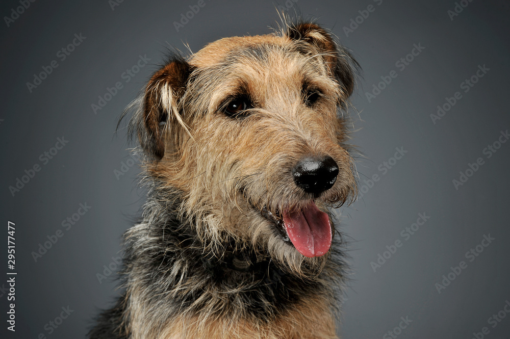 Portrait of an adorable mixed breed dog looking down curiously