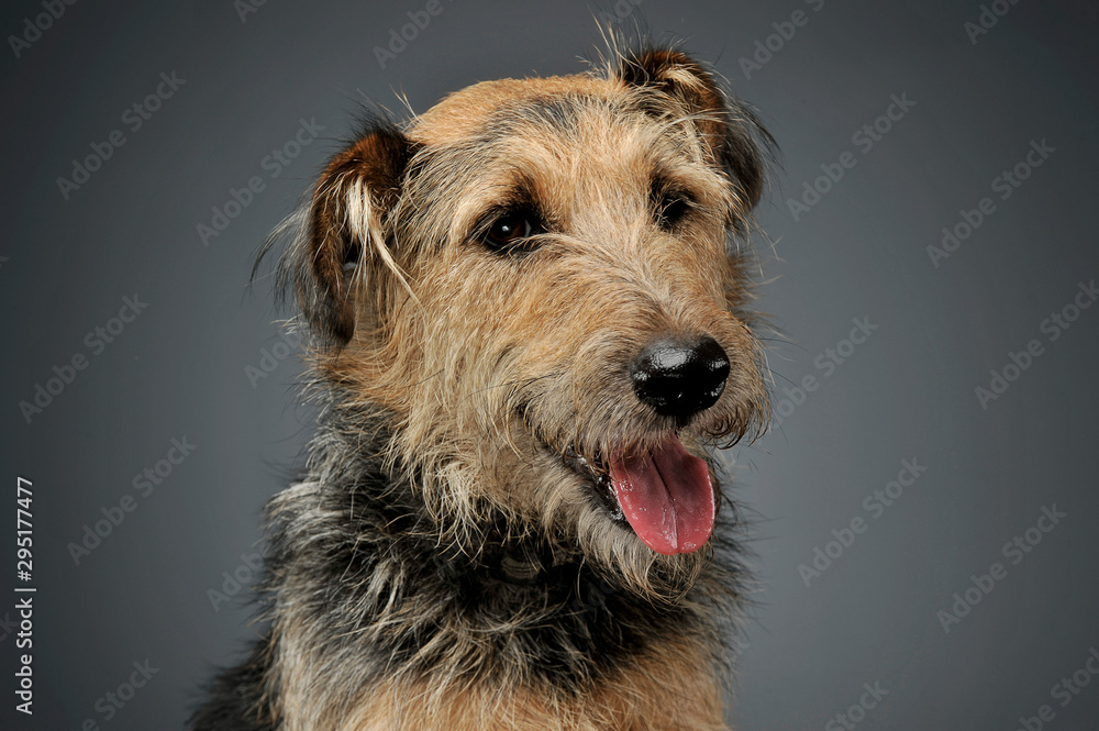 Portrait of an adorable mixed breed dog looking down curiously Portrait of an adorable mixed breed dog looking down curiously