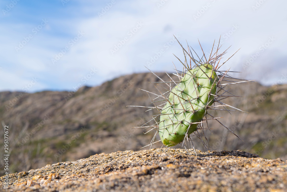 Fototapeta premium Cactus