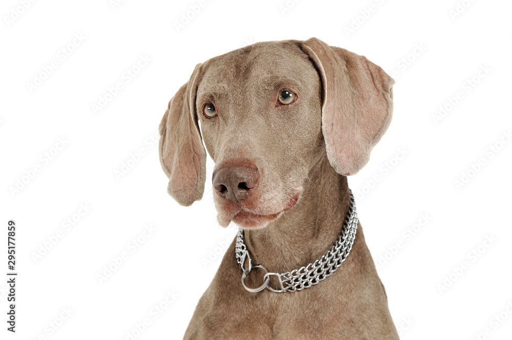 Portrait of an adorable Weimaraner dog looking curiously at the camera Portrait of an adorable Weimaraner dog looking curiously at the camera