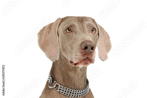 Portrait of an adorable Weimaraner dog looking curiously © kisscsanad