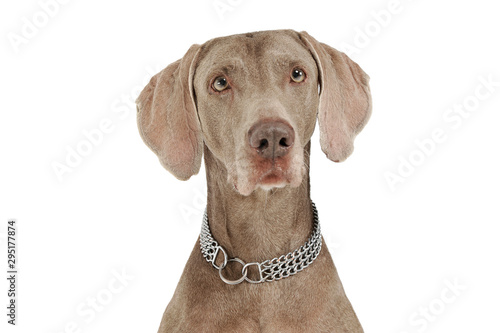 Portrait of an adorable Weimaraner dog looking curiously at the camera