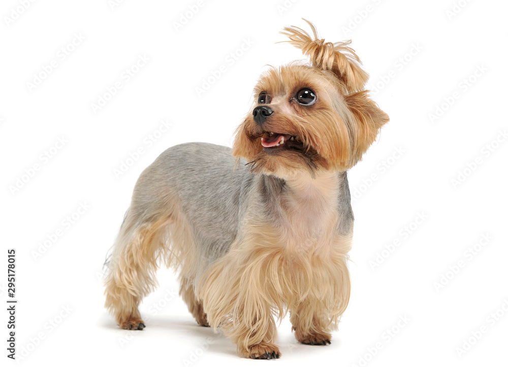 Studio shot of an adorable Yorkshire Terrier looking up curiously with funny ponytail Studio shot of an adorable Yorkshire Terrier looking up curiously with funny ponytail