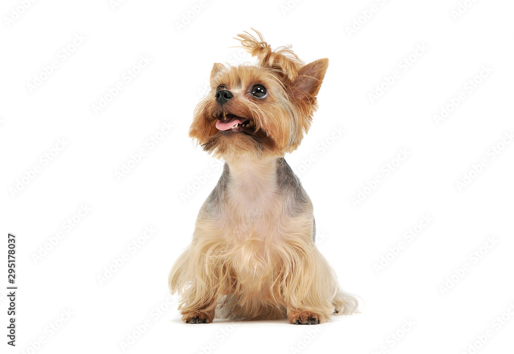 Studio shot of an adorable Yorkshire Terrier looking up curiously with funny ponytail