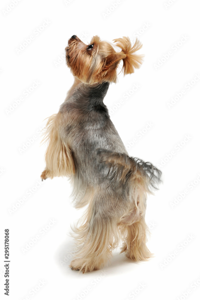 Studio shot of an adorable Yorkshire Terrier standing on hind legs