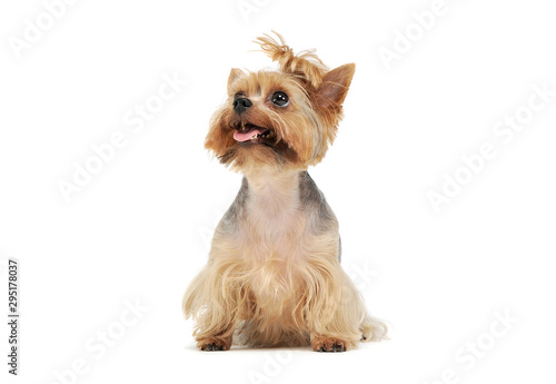 Obraz na płótnie Studio shot of an adorable Yorkshire Terrier looking up curiously with funny ponytail w salonie