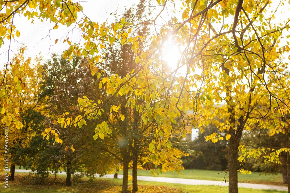 Autumn colorful trees and fallen leaves Autumn colorful trees and fallen leaves