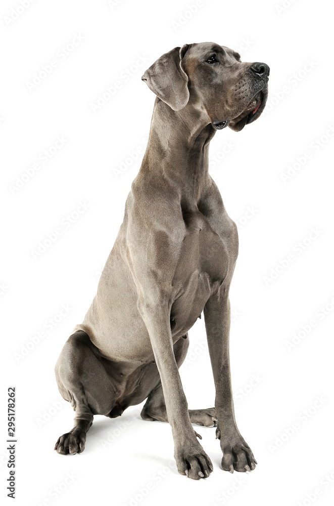 Studio shot of an adorable Deutsche Dogge sitting and looking curiously