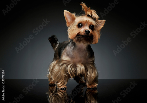 Studio shot of an adorable Yorkshire Terrier looking curiously at the camera with funny ponytail © kisscsanad