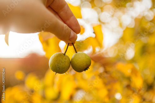Wild pears on a background of the sun in autumn