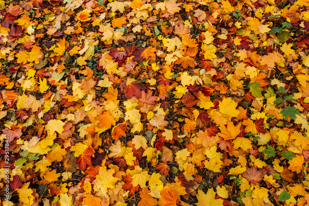 Autumn. Multi Colored maple leaves lie on the grass. Autumn. Multi Colored maple leaves lie on the grass.