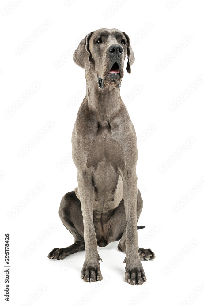 Studio shot of an adorable Deutsche Dogge sitting and looking curiously