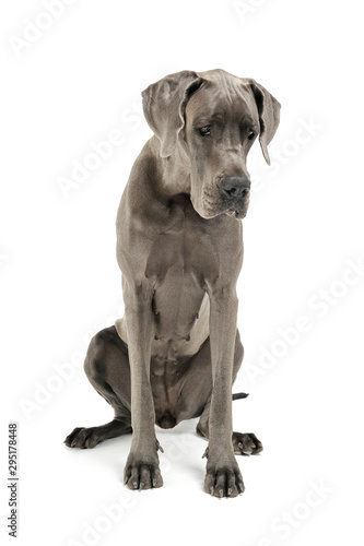 Studio shot of an adorable Deutsche Dogge sitting and looking down sadly