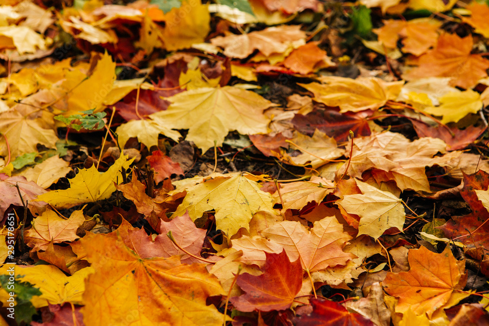 Autumn. Multi Colored maple leaves lie on the grass. Autumn. Multi Colored maple leaves lie on the grass.