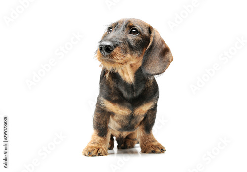 Studio shot of an adorable wired haired Dachshund sitting and looking up curiously