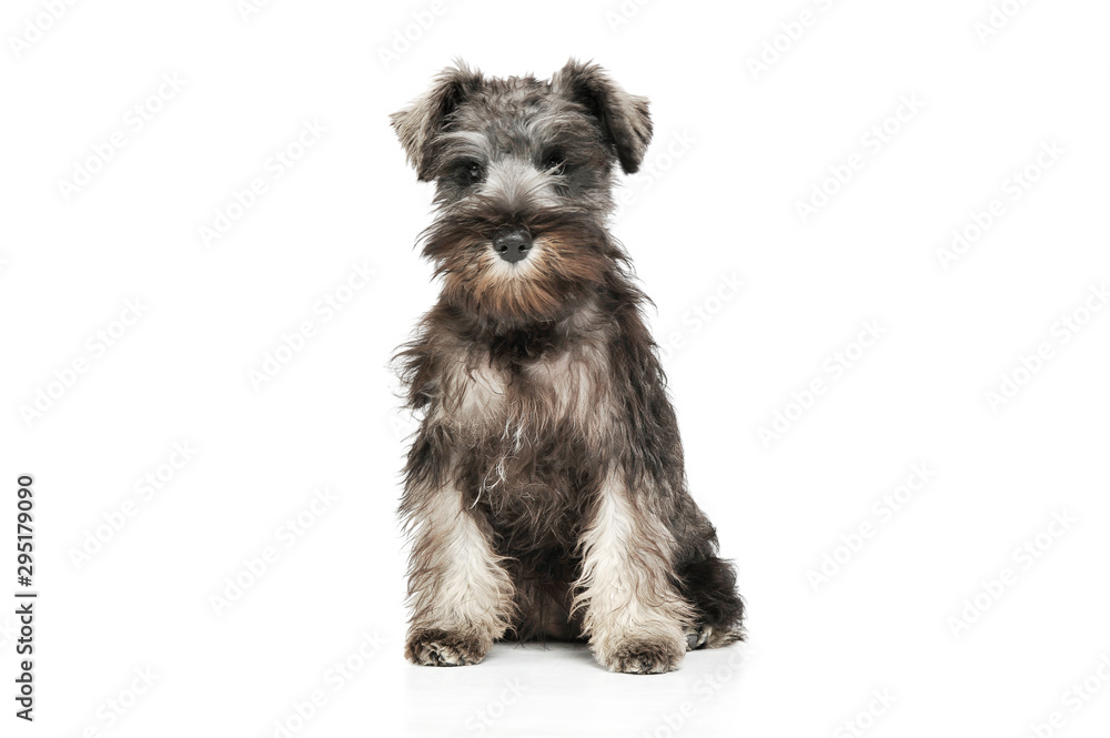 Studio shot of an adorable Schnauzer salt and papper puppy sitting and looking curiously at the camera
