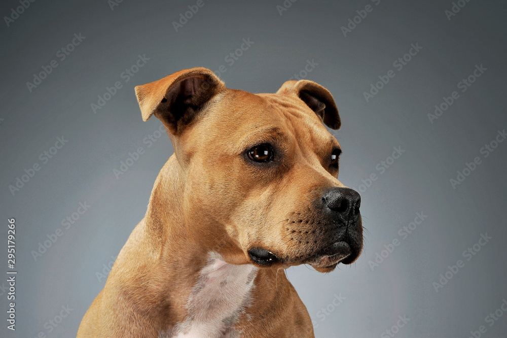 Portrait of an adorable American Staffordshire Terrier looking curiously