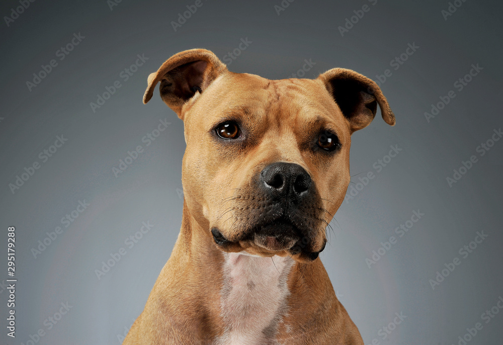 Portrait of an adorable American Staffordshire Terrier looking curiously at the camera Portrait of an adorable American Staffordshire Terrier looking curiously at the camera