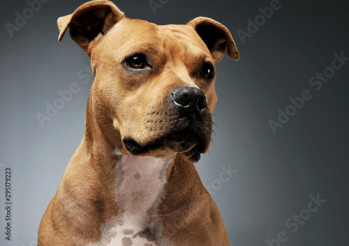 Portrait of an adorable American Staffordshire Terrier looking curiously