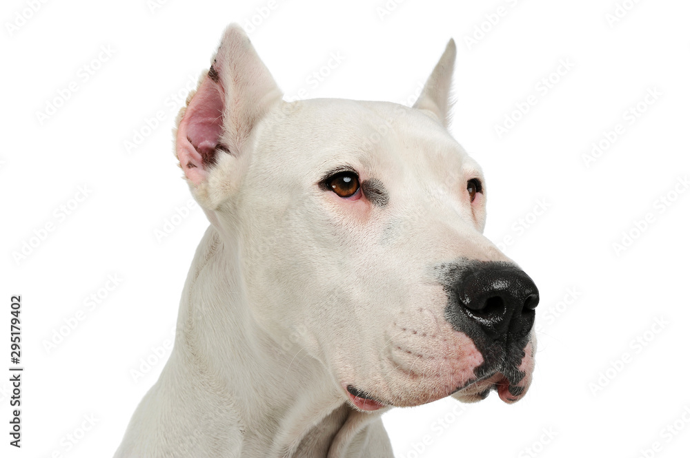 Portrait of an adorable Dogo Argentino looking curiously