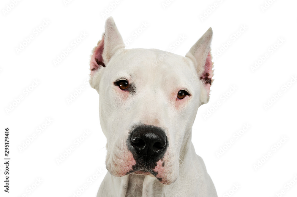 Portrait of an adorable Dogo Argentino looking curiously at the camera