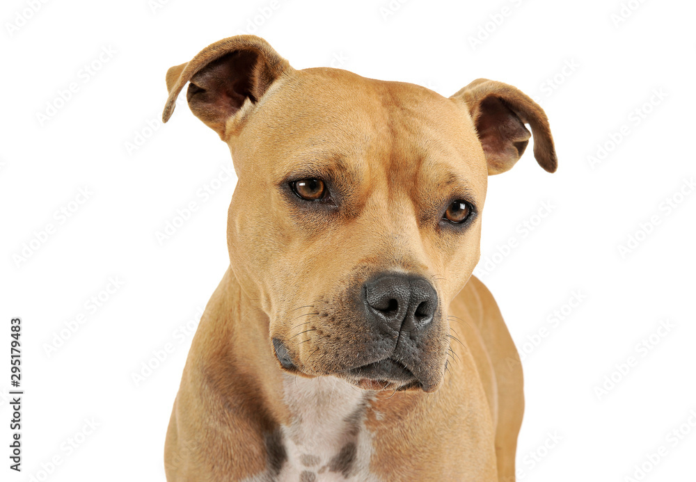 Portrait of an adorable American Staffordshire Terrier looking down curiously