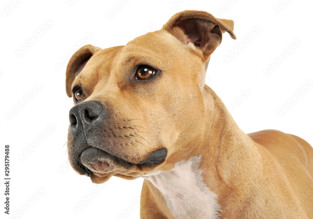 Portrait of an adorable American Staffordshire Terrier looking up curiously