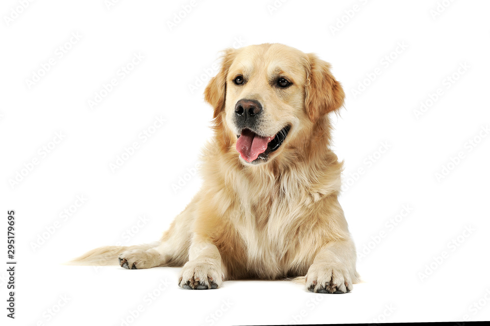 Studio shot of an adorable Golden retriever lying and looking satisfied Studio shot of an adorable Golden retriever lying and looking satisfied