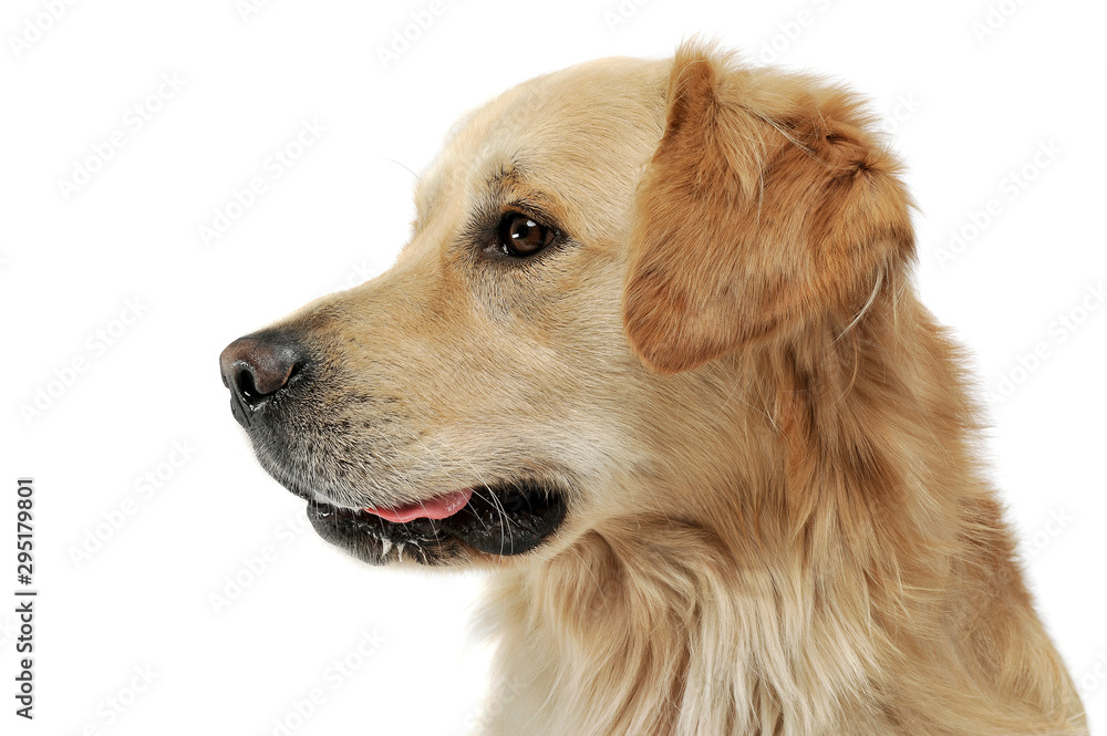 Portrait of an adorable Golden retriever looking curiously