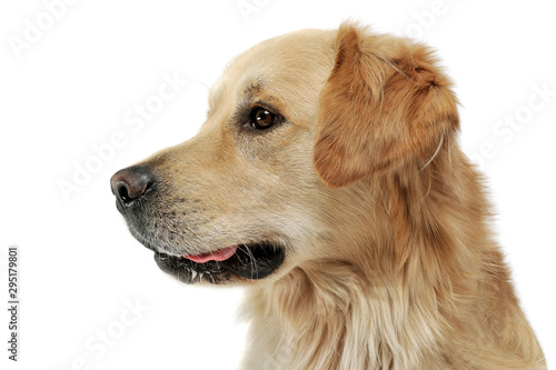 Obraz na płótnie Portrait of an adorable Golden retriever looking curiously w salonie