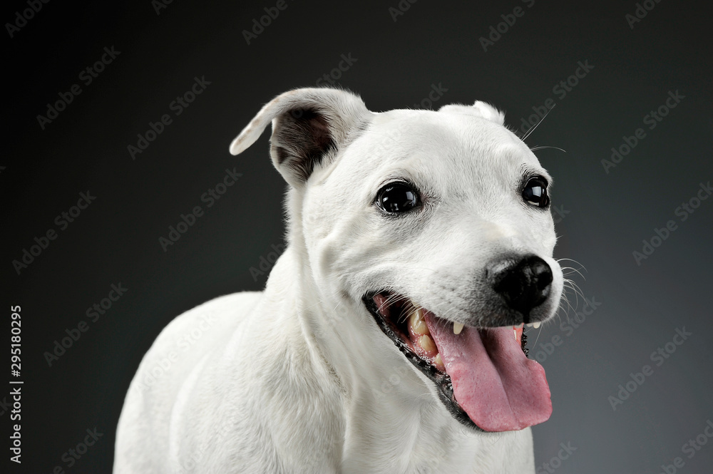 Portrait of an adorable mixed breed dog standing and looking  satisfied