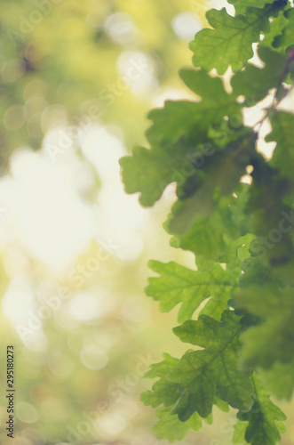 Green oak leaves on a branch in the sunlight. Nature blur greenery bokeh leaf wallpaper.