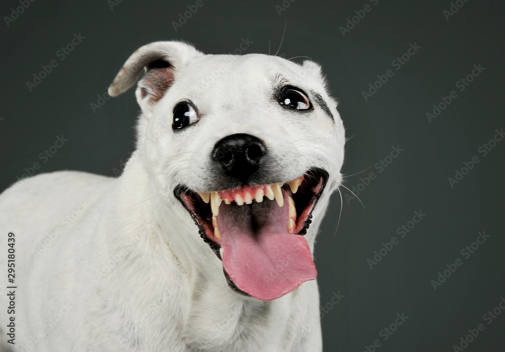 Portrait of an adorable mixed breed dog looking funny with hanging tongue Portrait of an adorable mixed breed dog looking funny with hanging tongue