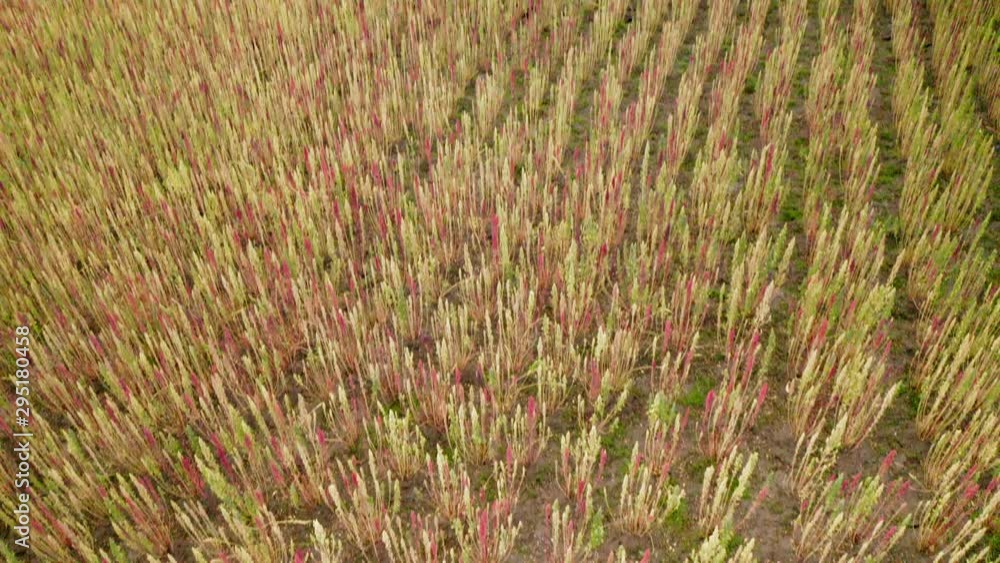 Quinoa fields on the Andes aerial view from drone Quinoa fields on the Andes aerial view from drone