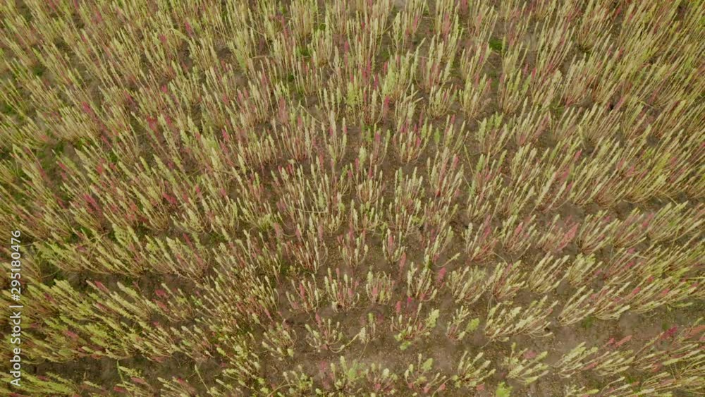 Quinoa fields on the Andes aerial view from drone Quinoa fields on the Andes aerial view from drone