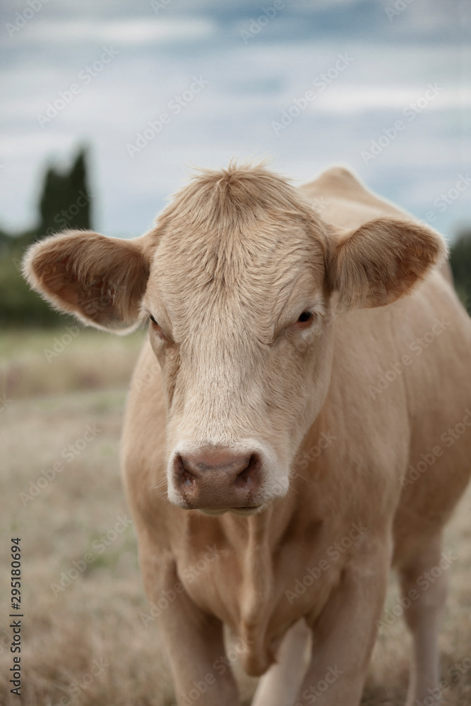 Portrait of a cute light brown cow on a pasture on a cloudy afternoon. Agriculture concept.