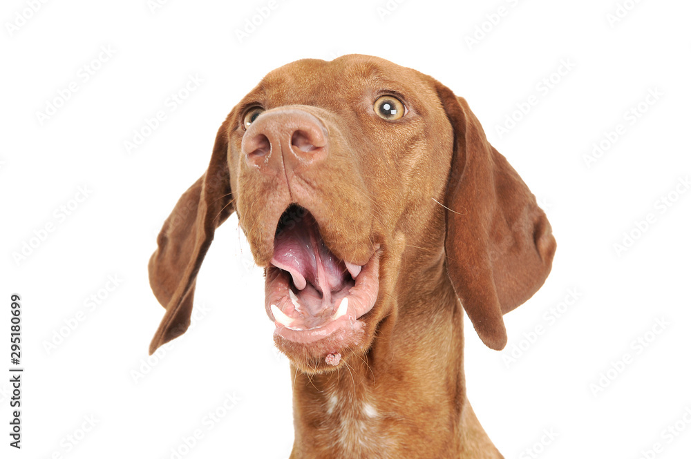 Portrait of an adorable magyar vizsla looking up surprised Portrait of an adorable magyar vizsla looking up surprised