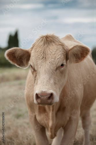 Portrait of a cute light brown cow on a pasture on a cloudy afternoon. Agriculture concept.