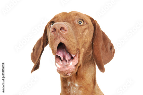 Wallpaper Mural Portrait of an adorable magyar vizsla looking up surprised Torontodigital.ca