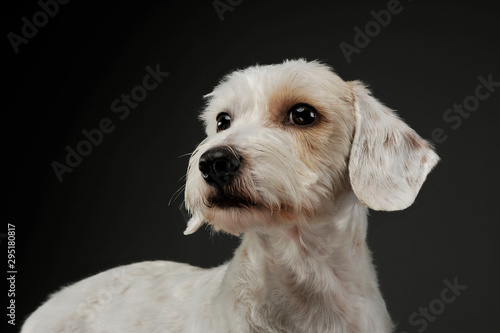 Portrait of an adorable mixed breed dog lying and looking curiously © kisscsanad